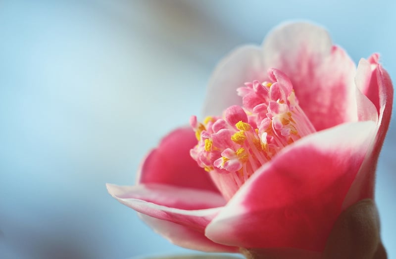 Camellias