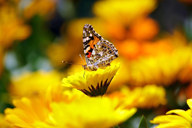 Garden with Flowers and Butterfly