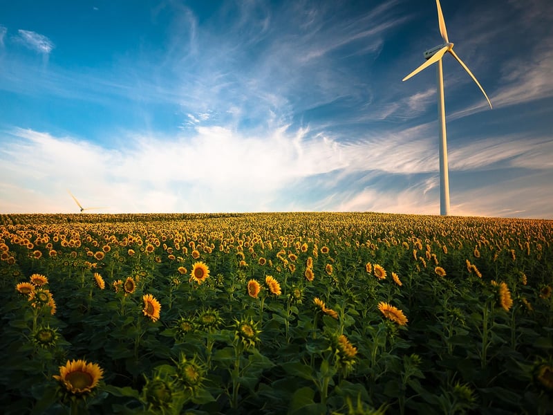 Sunflowers